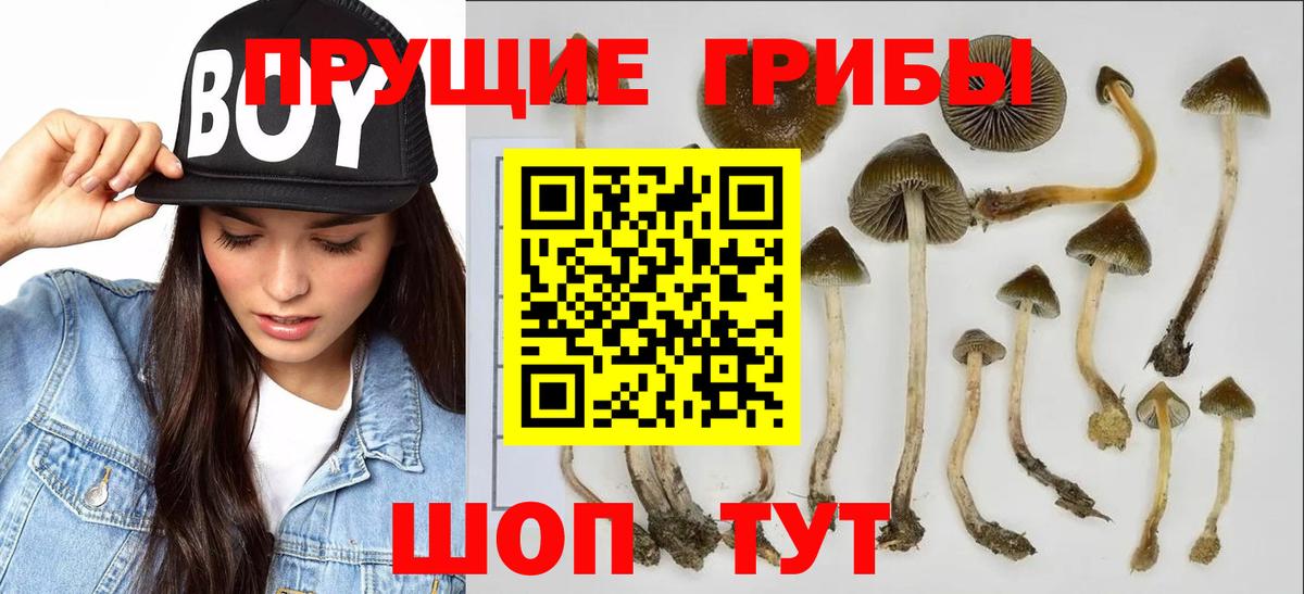 Галлюциногенные грибы Cubensis Нефтекумск